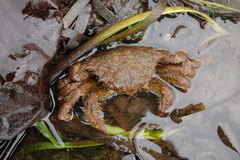 Telmessus cheiragonus