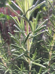 Rosmarinus