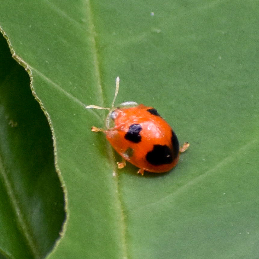 Charidotella quadrisignata