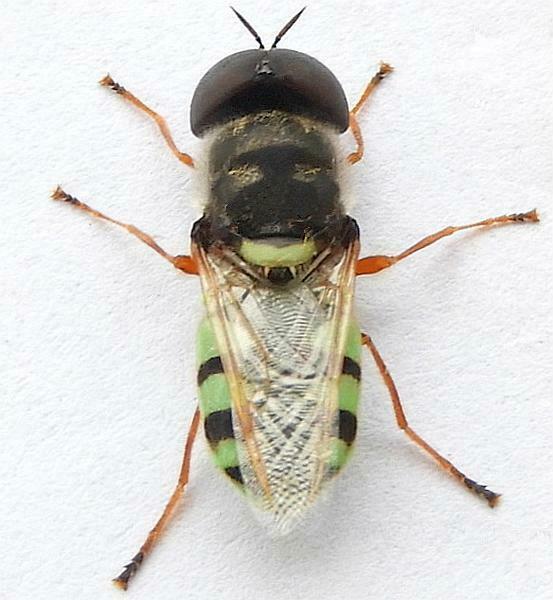 Odontomyia rufipes