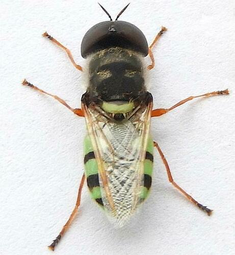 Odontomyia rufipes