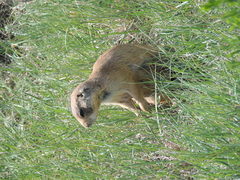 Cynomys parvidens