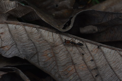 Odontomachus erythrocephalus