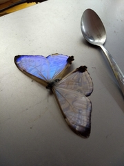 Morpho sulkowskyi