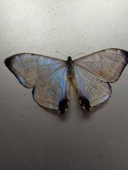 Morpho sulkowskyi