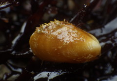 Modiolus capax