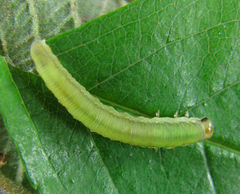 Pachyprotasis rapae
