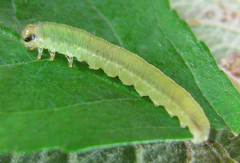 Pachyprotasis rapae