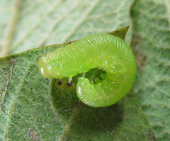 Pachyprotasis rapae