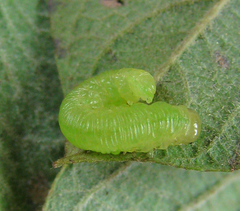 Pachyprotasis rapae