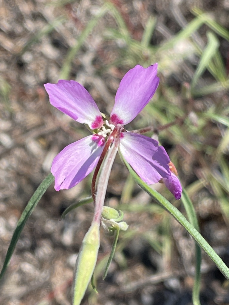 Mt. Lassen clarkia (Clarkia lassenensis)