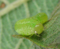 Pachyprotasis rapae