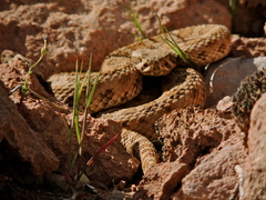 Crotalus oreganus concolor
