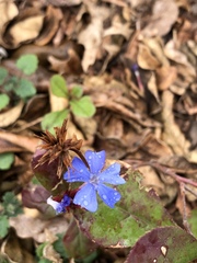 Ceratostigma