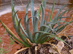 Agave utahensis kaibabensis