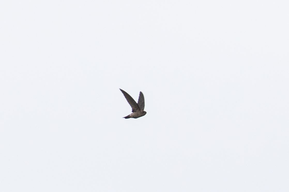 Edible-nest Swiftlet