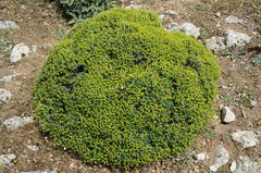 Euphorbia acanthothamnos