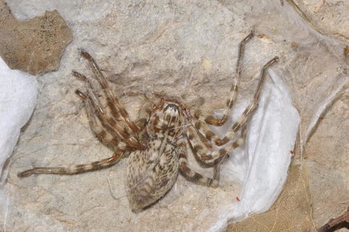Walckenaer's Huntsman Spider