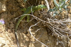 Lacerta trilineata