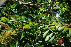 Comocladia macrophylla