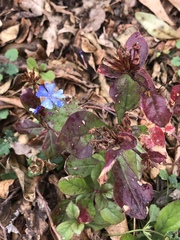 Ceratostigma