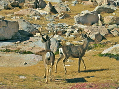 Odocoileus hemionus inyoensis