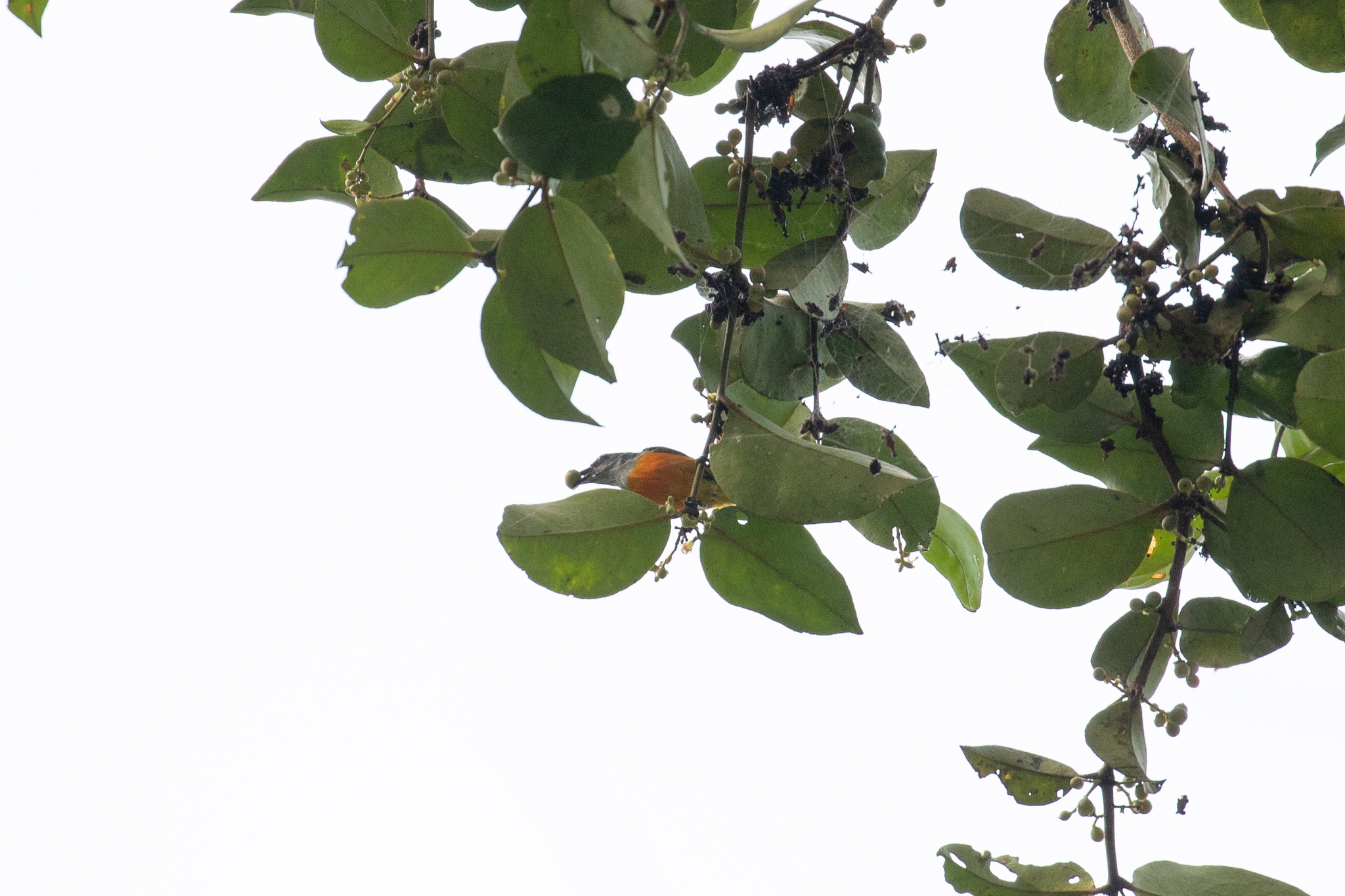 Orange-bellied Flowerpecker illustration