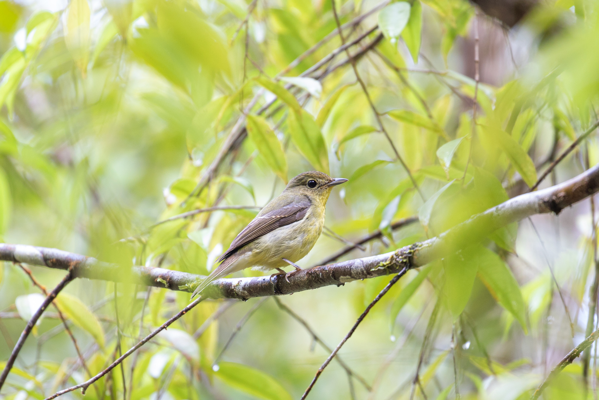 Green-backed Flycatcher