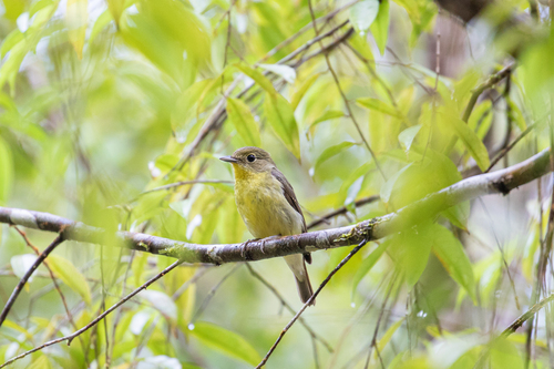 Green-backed Flycatcher (Ficedula elisae), photo 7