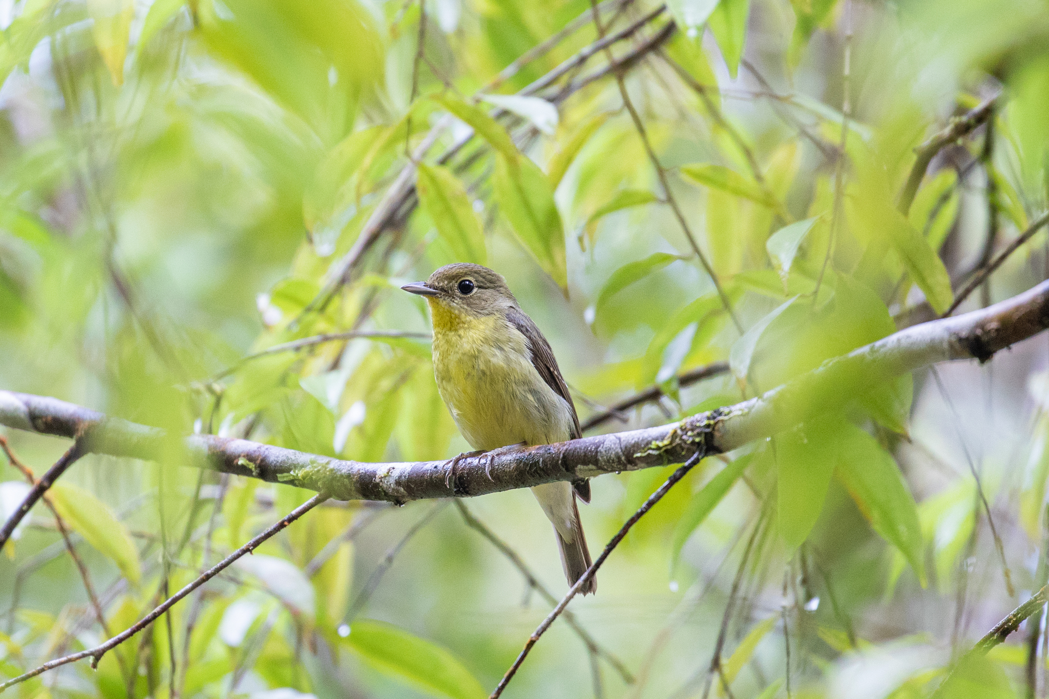Green-backed Flycatcher