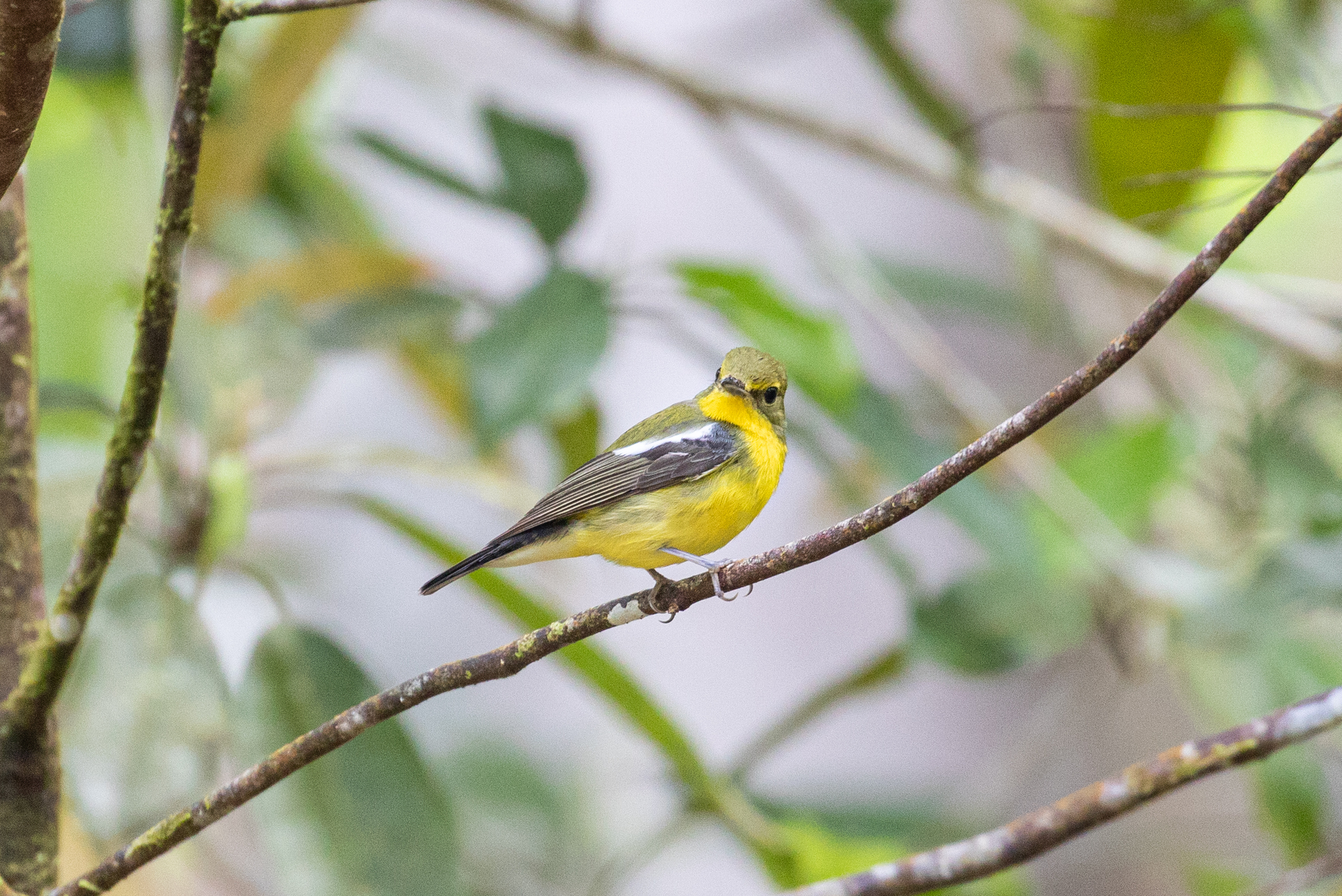 Green-backed Flycatcher