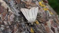 Mythimna pudorina