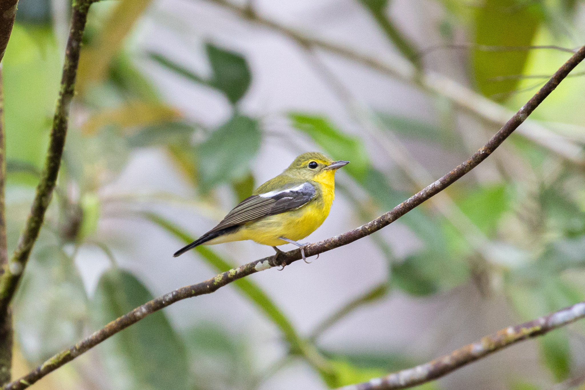 Green-backed Flycatcher
