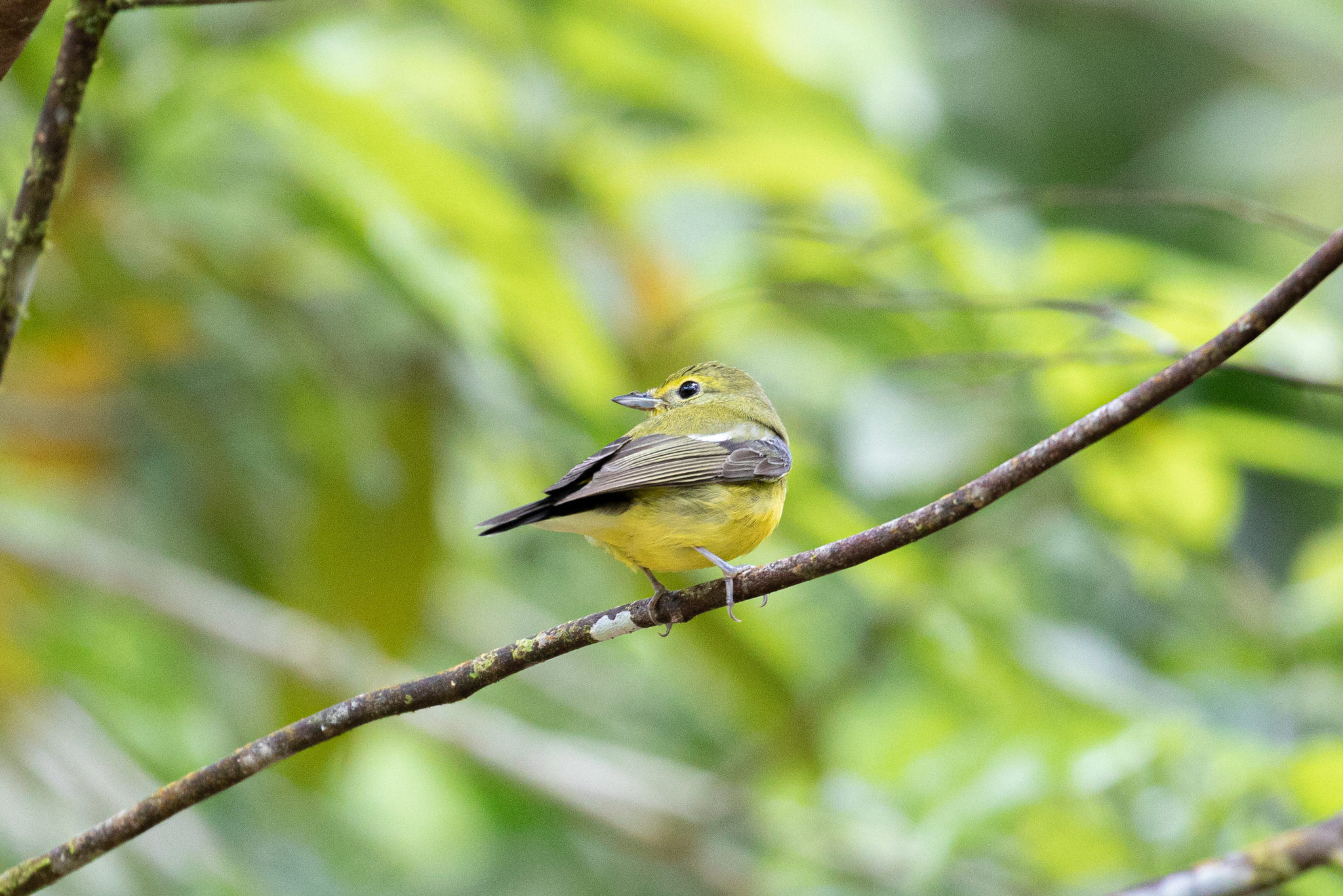 Green-backed Flycatcher
