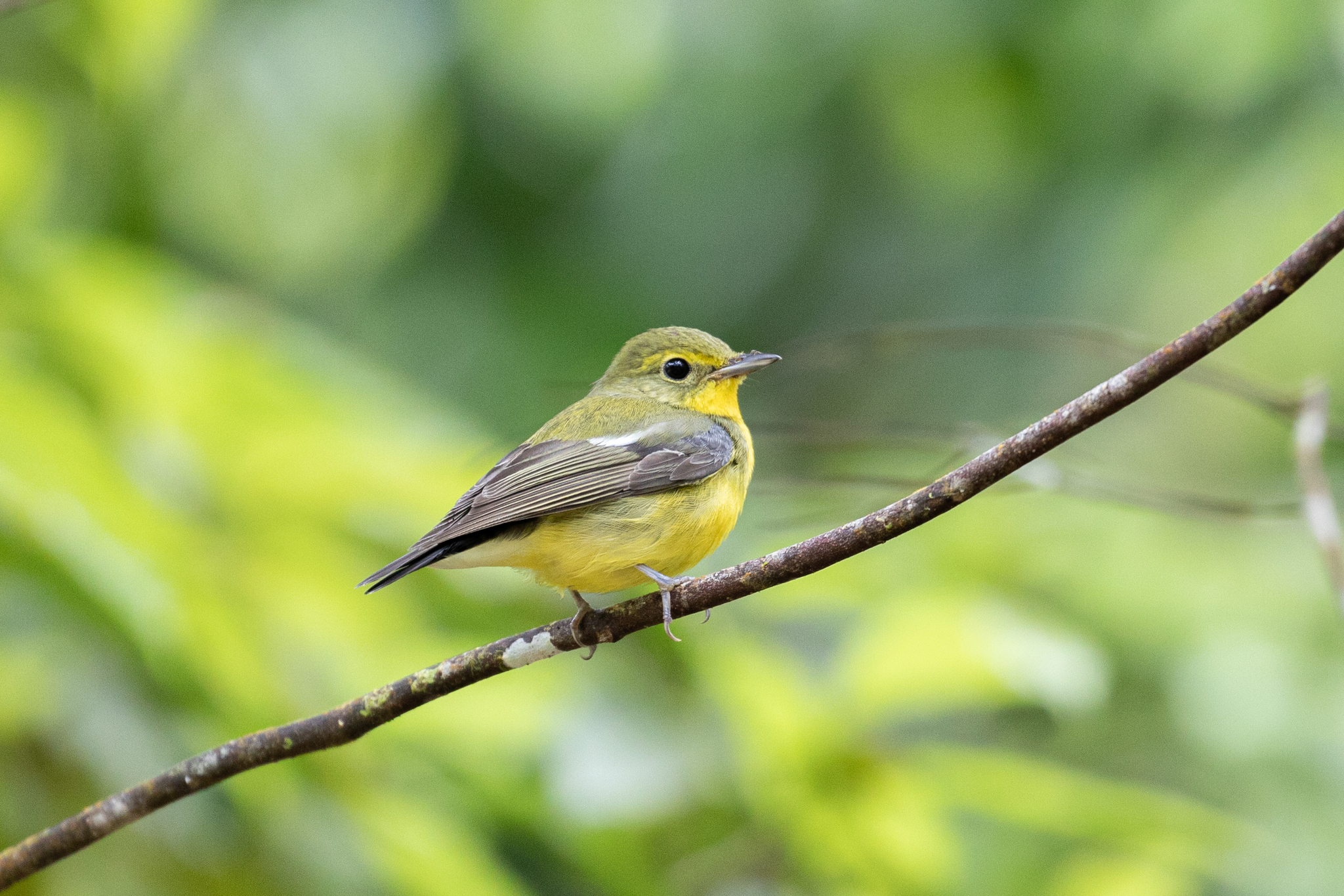 Green-backed Flycatcher