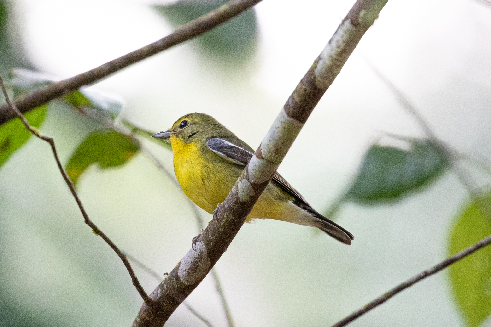 Green-backed Flycatcher