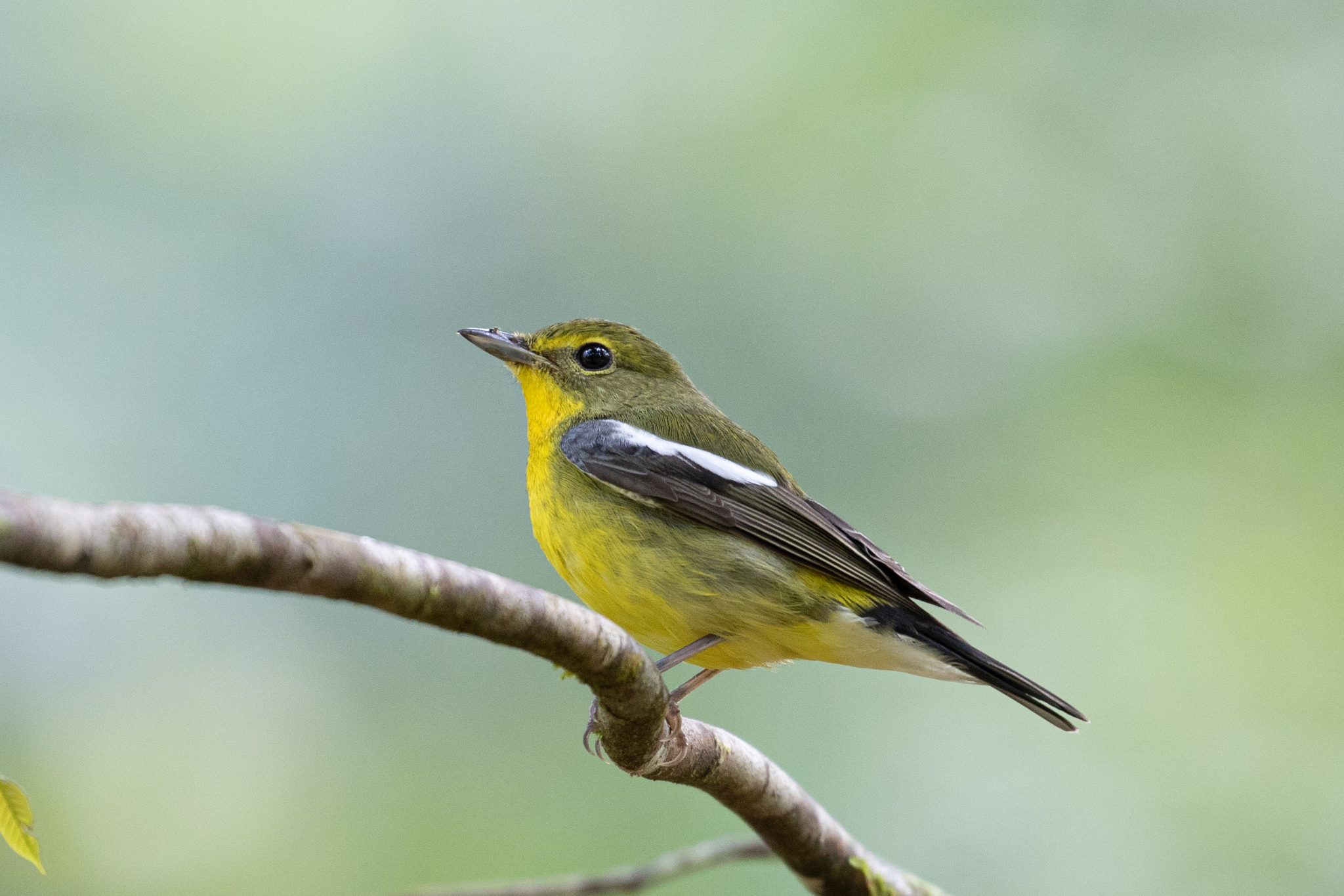 Green-backed Flycatcher