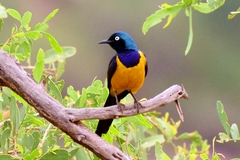 Golden-Breasted Starling photo 3