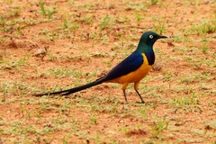 Golden-Breasted Starling photo 4
