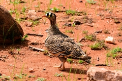 Pterocles lichtensteinii