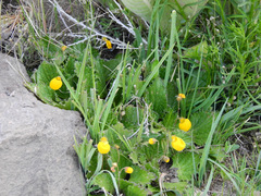 Calceolaria filicaulis