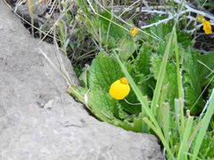 Calceolaria filicaulis