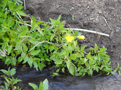 Erythranthe glabrata