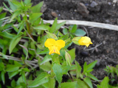 Erythranthe glabrata