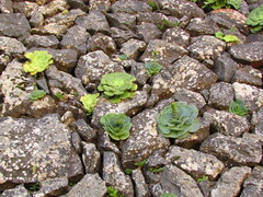 Aeonium canariense subsp. latifolium image