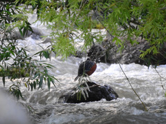 Merganetta armata armata