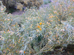 Anarthrophyllum rigidum