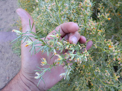 Anarthrophyllum rigidum