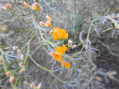 Anarthrophyllum rigidum