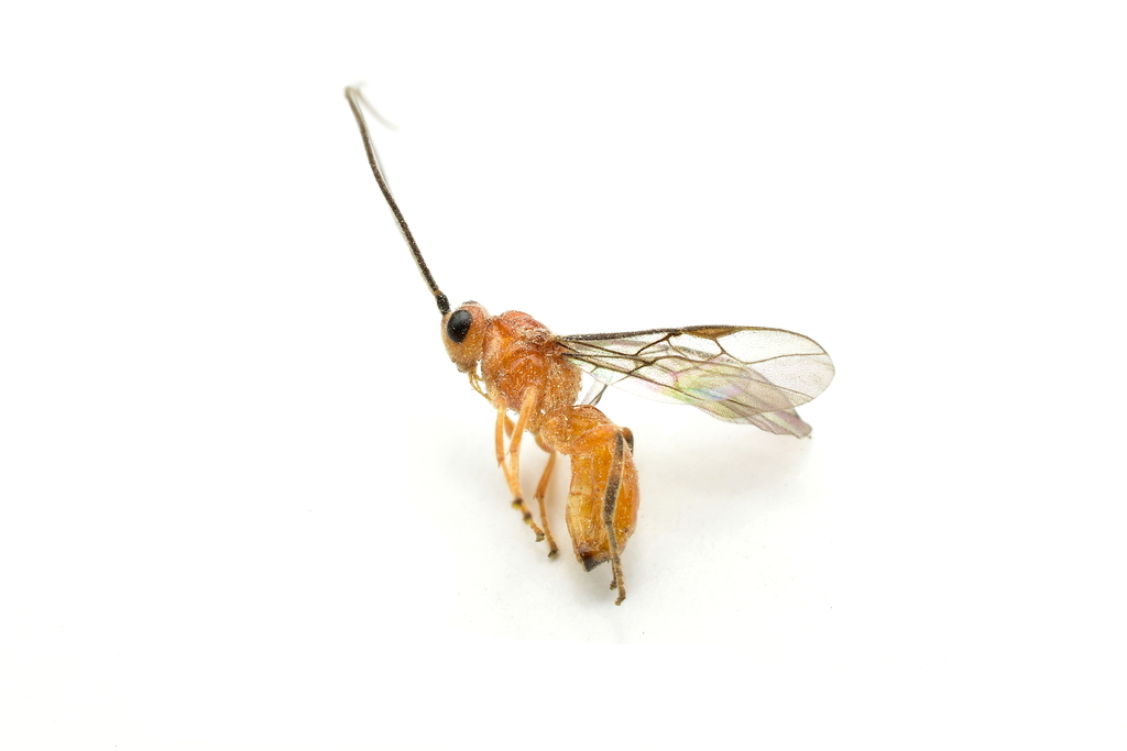 Doryctobracon